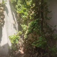 درخت انگور سیاه