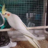 عروس هلندی