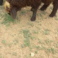 بره نر شیری فوری