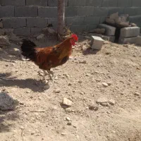 خروس|حیوانات مزرعه|آبسرد, |دیوار