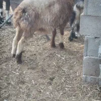 (بره ماده )(کولاراول زه کهره دار)