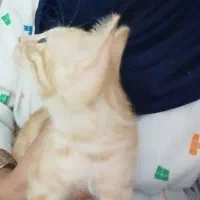 گربه|گربه|نمین, |دیوار