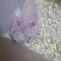 جوجه عروس