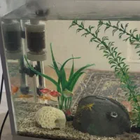 اکواریم با ماهی و وسایل کامل