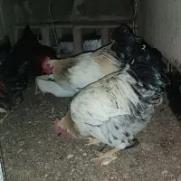 خروس جوان برای پرورش