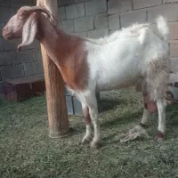 بز جوان