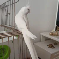 عروس هلندی