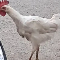 فروش دوعدد خروس
