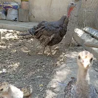 بوقلمون ماده
