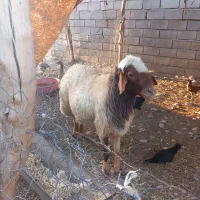قوچ سرحال شک درجه یک یک