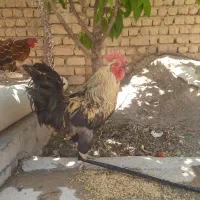 خروس