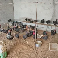 مرغ محلی|حیوانات مزرعه|اهرم, |دیوار