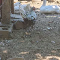تک مرغ سبرایت