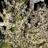 سرایدار باغ ویلا
