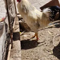 خروس|حیوانات مزرعه|مبارکه, |دیوار