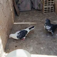کفتر