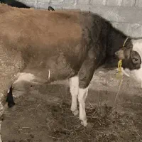 تلیسه ی سیمینتال شکم اول