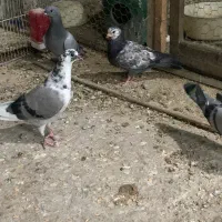 کفتر جوجه