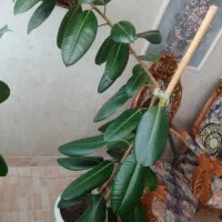 فروش گل آپارتمانی فیکوس