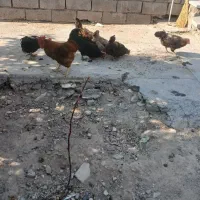 مرغ و خروس محلی