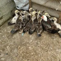 اردک اسرائیلی
