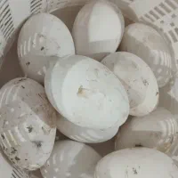 تخم غاز نطفه دار
