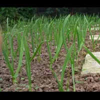 برگ سیر محلی بسته ای ۲۵هزارتومن