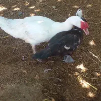 جوجه اردک اسراعیلی اصل