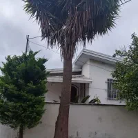 یوکا|گل و گیاه طبیعی|فریدون‌کنار, |دیوار