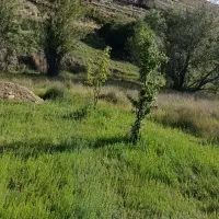 فروش-باغ