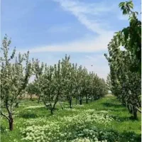 باغ-مثمر-1100-متر-روستای-سراب-نیلوفر-طرح-هادی