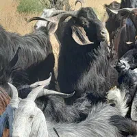 ۱۰۰رآس بز جوون دوبور داشتی معاوضه باشیشک میش داشتی