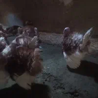 فروش بوقلمون