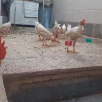 نیمچه خروس جهت ذبح