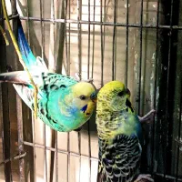 یک جفت مرغ عشق کهنه رنگ خاص اسپانگل