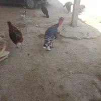 خروس‌بقلمون‌