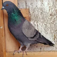 کبوتر|پرنده|اصفهان, شفق|دیوار