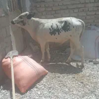 گوساله نر