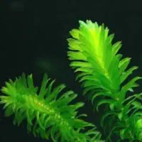 حراج گیاه دم گربه ای یا آلودئا