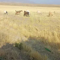 چپش وبز