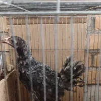 جوجه خروس سرحال