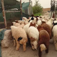 بره نر بزرگ برای نذری عالی شرط صحیح وسالم