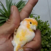 قناری موزاییکی