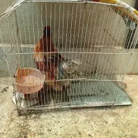 خروس