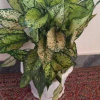 انواع گلهای آپارتمانی