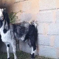 بز. بربری  گوش دراز  با دوشنک