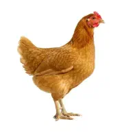 مرغ و خروس محلی