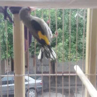 سهره|پرنده|گرگان, |دیوار