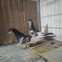جفتی رنگی یال سیاه گلدار