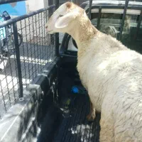 شیشک و میش قصر چاق سالم سلامت